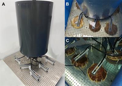 Valve movements indicate rhythm and survival potential of scallop